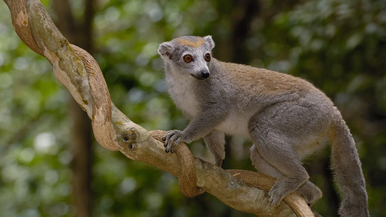 Madagascar 6