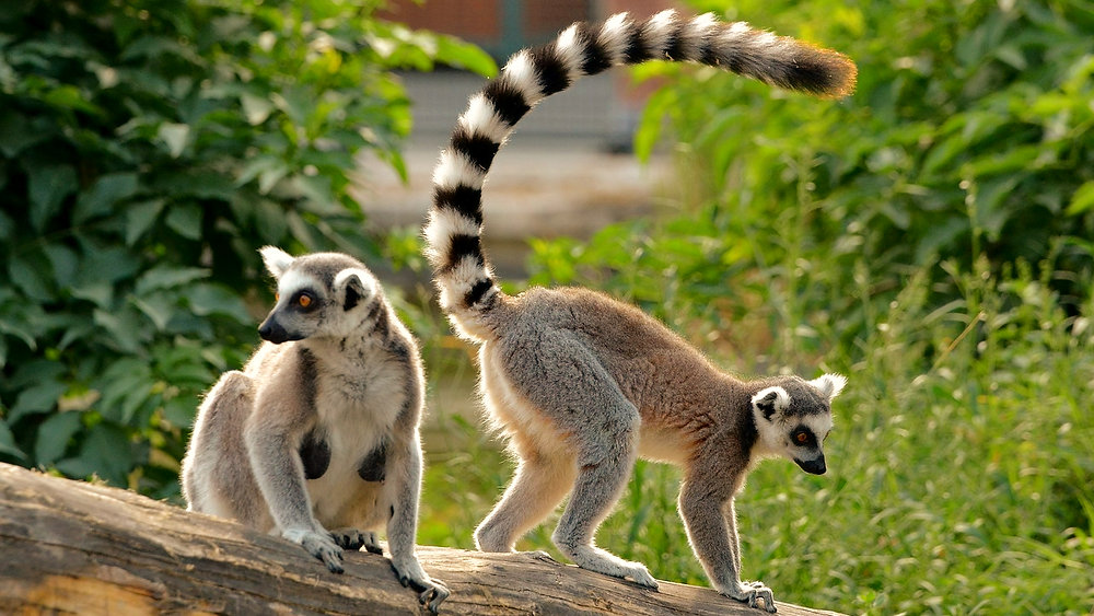 Madagascar 4