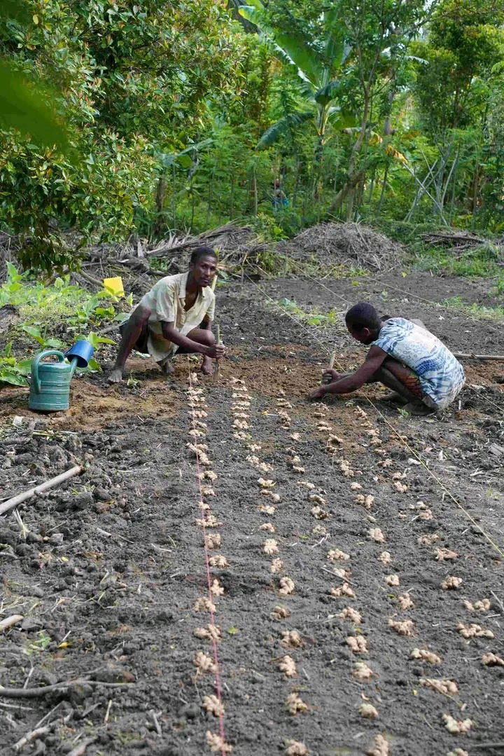 Plantation Volamaitso 