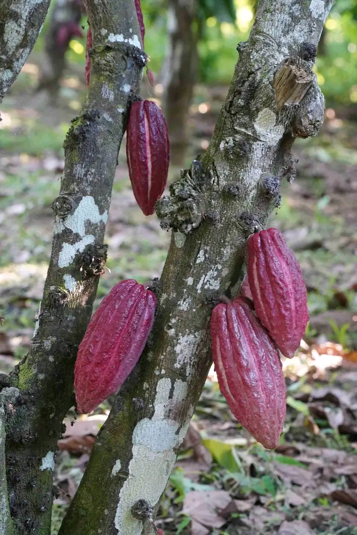 Photo de Plantation Volamaitso 