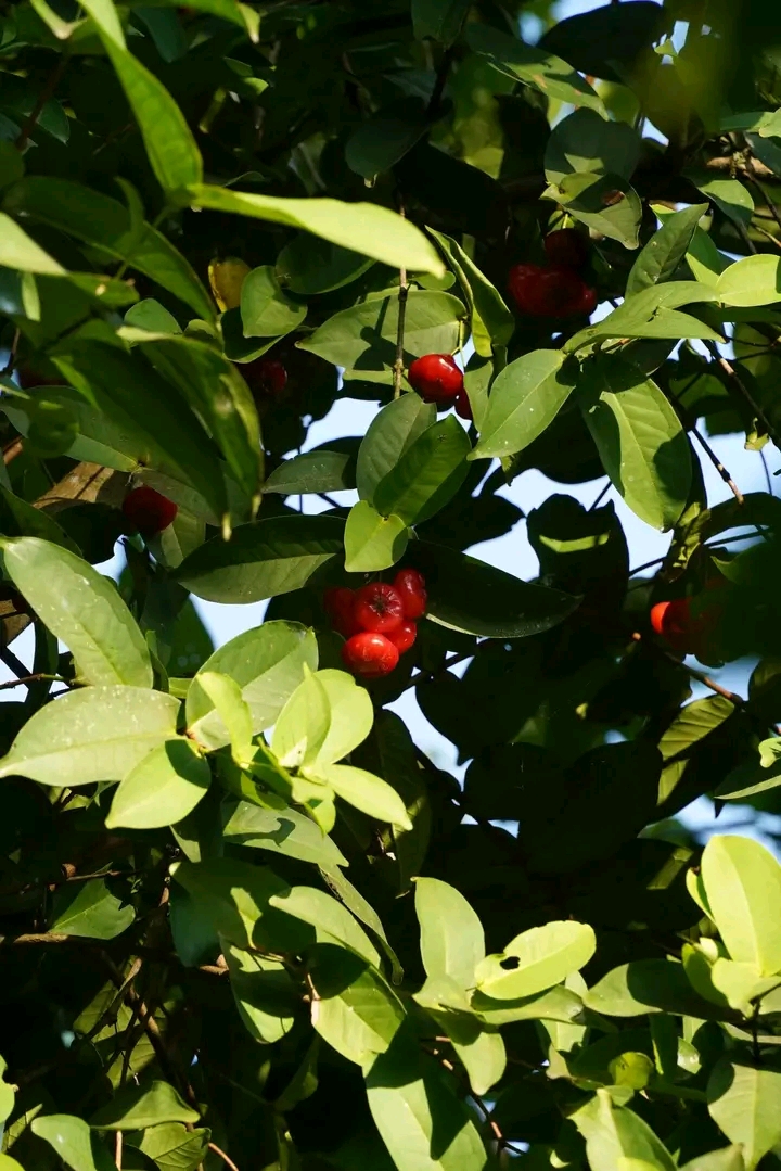 Photo de Plantation Volamaitso 