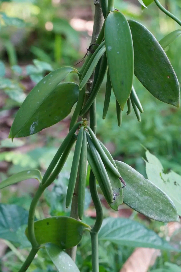 Photo de Plantation Volamaitso 