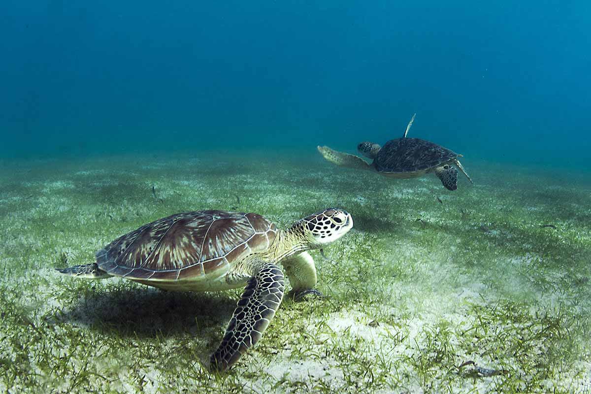 Photo de Nosy Komba & Nosy Tanikely
