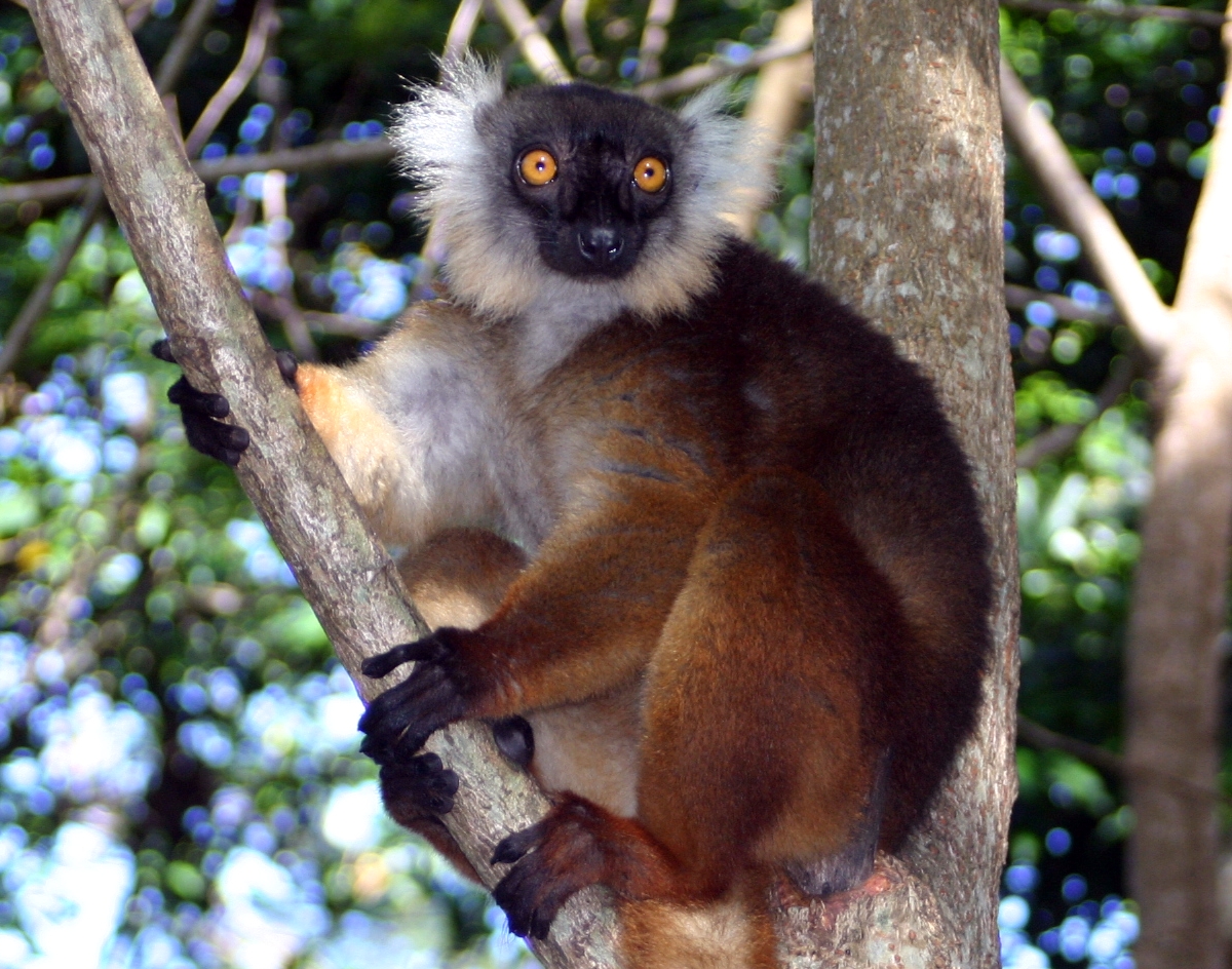 Lokobe Nature Special Reserve