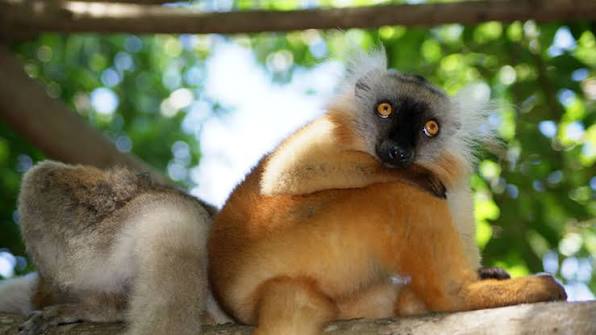 Photo de Lokobe Nature Special Reserve