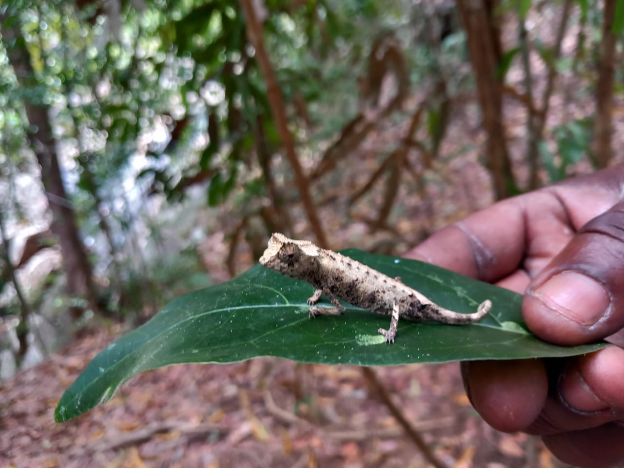 Photo de Lokobe Nature Special Reserve