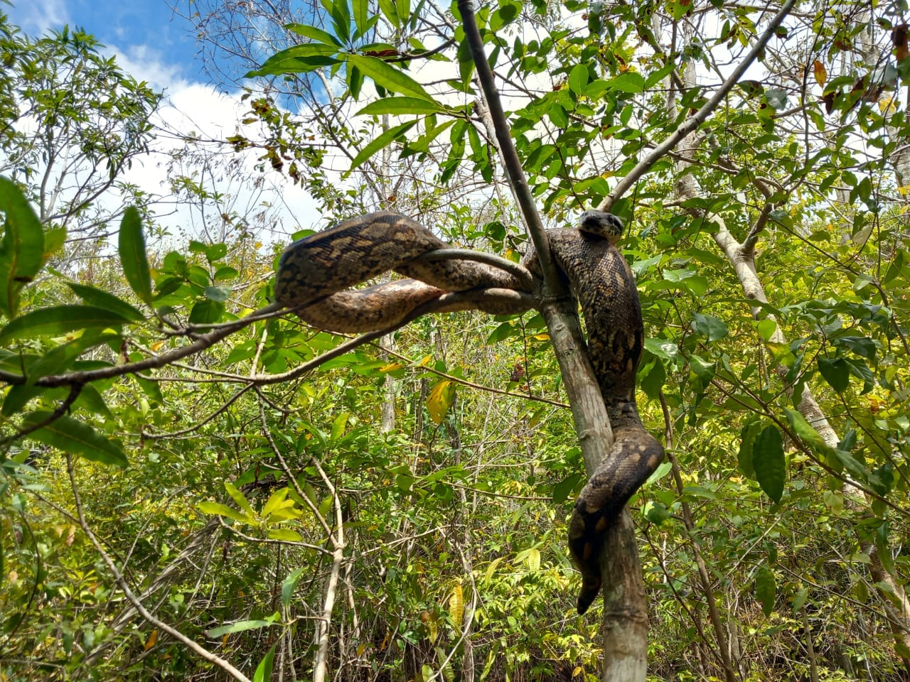 Photo de Lokobe Nature Special Reserve