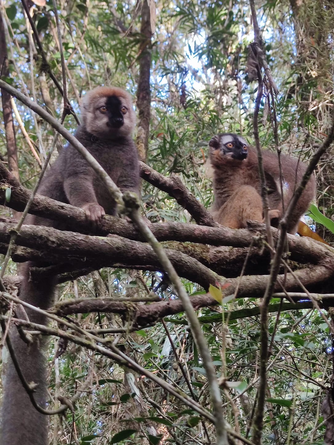 Parc National de Ranomafana