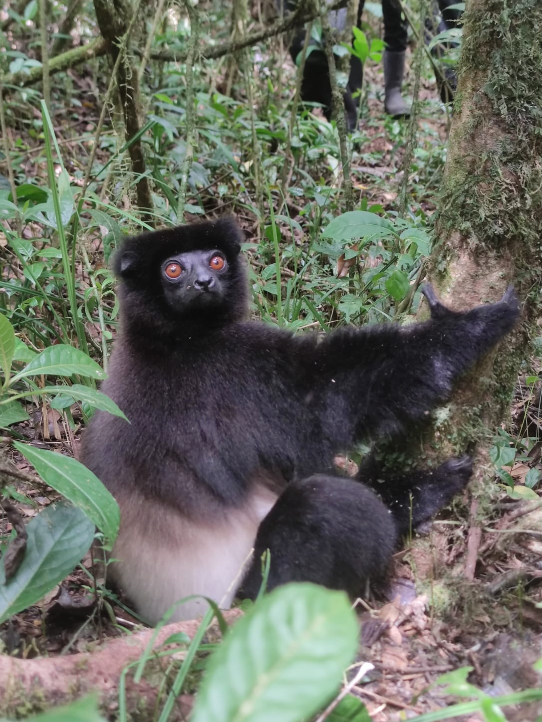 Photo de Parc National de Ranomafana