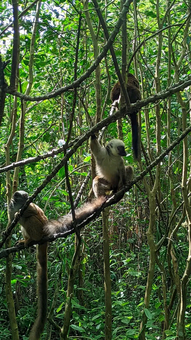 Photo de AGNATIALAHELY RESERVE 