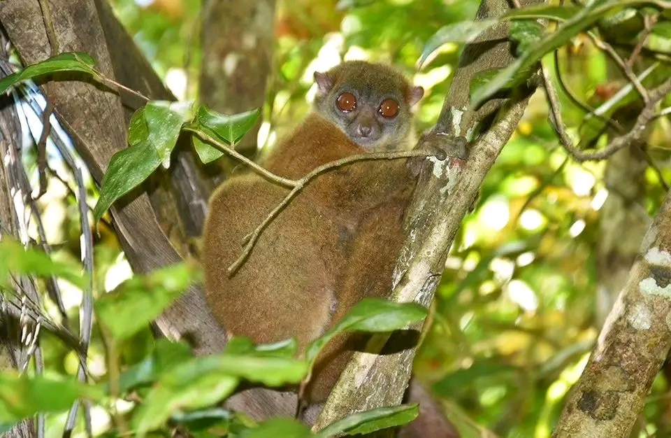 Photo de Lokobe Nature Special Reserve