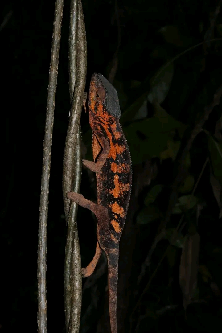 Photo de Lokobe Nature Special Reserve
