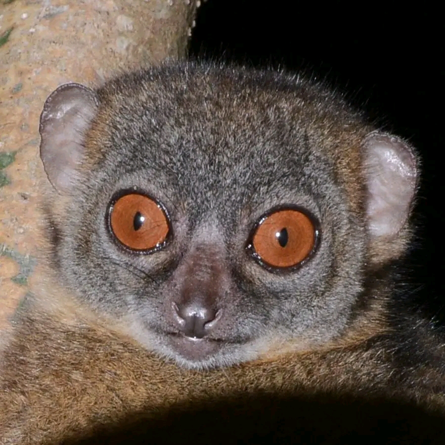 Photo de Lokobe Nature Special Reserve