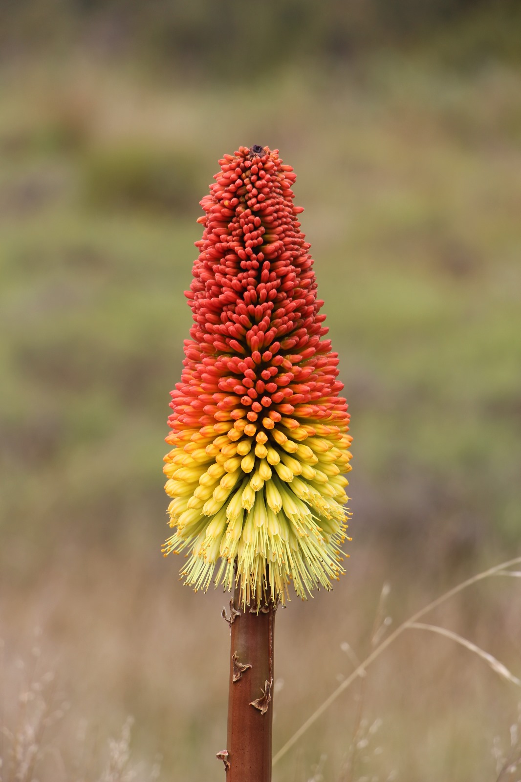 Photo de Parc national Andringitra 