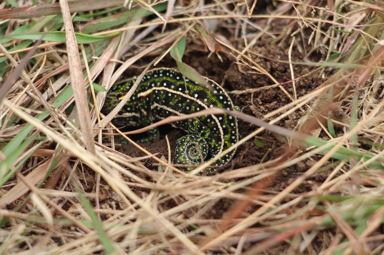 Photo de Parc national Andringitra 
